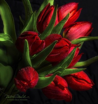 Beautiful tulips