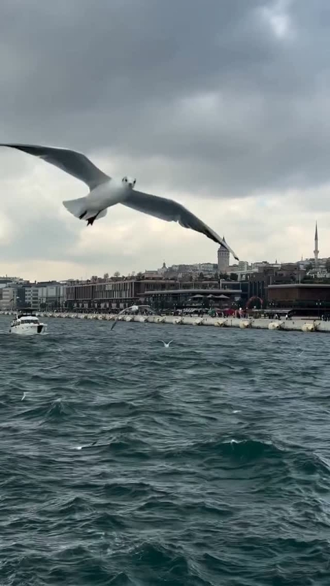 hình nền seabird, waterway