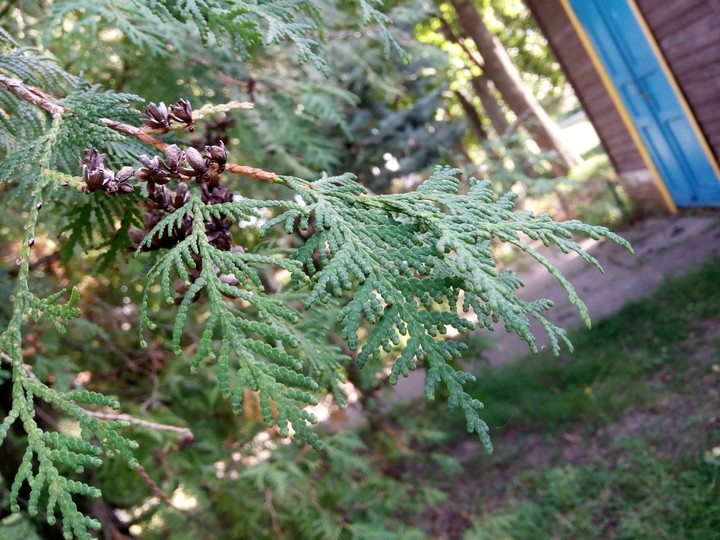 ветка