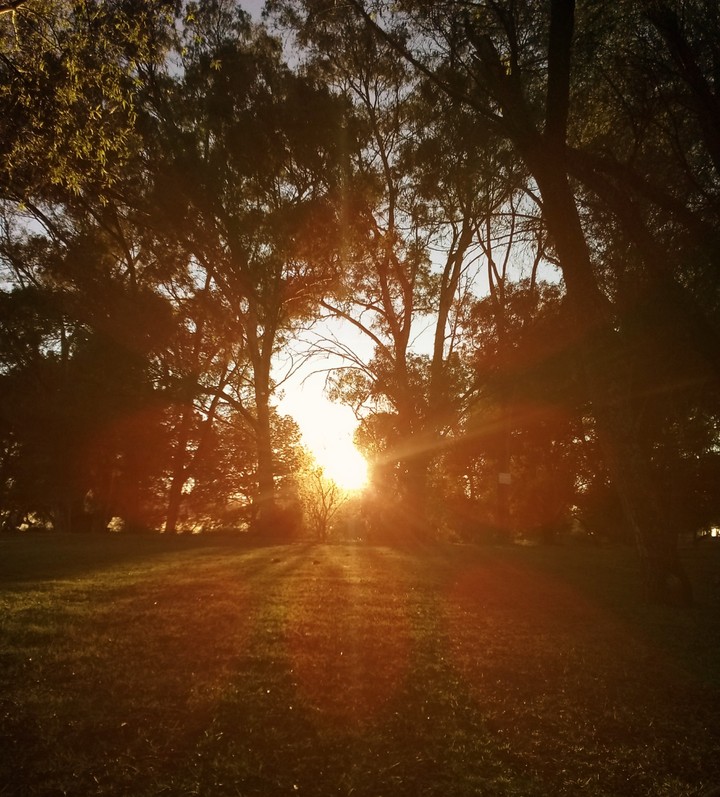 #sunset #forest #atardecer #bosque #queretaro