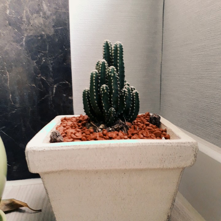 선인장