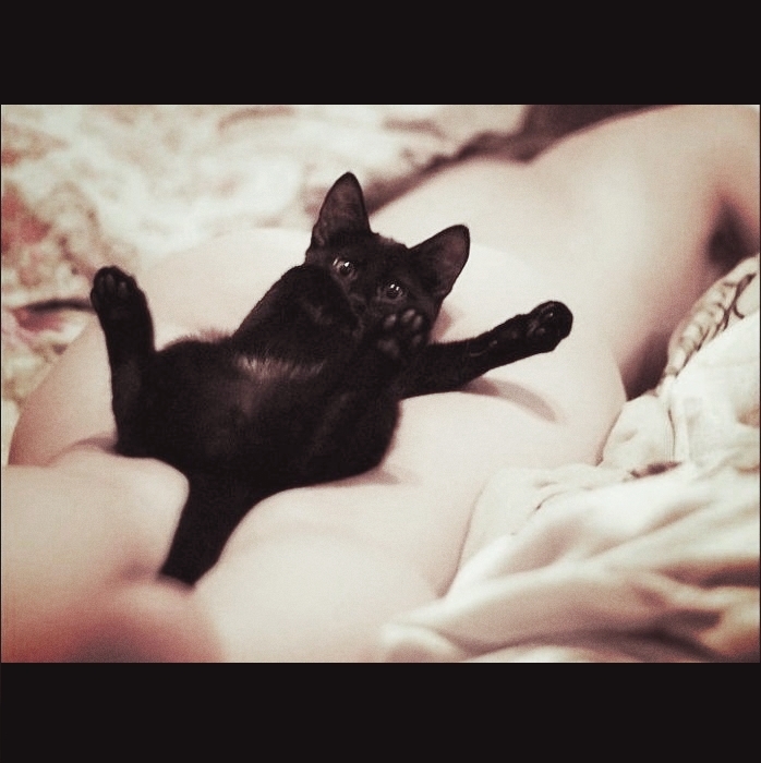 cat