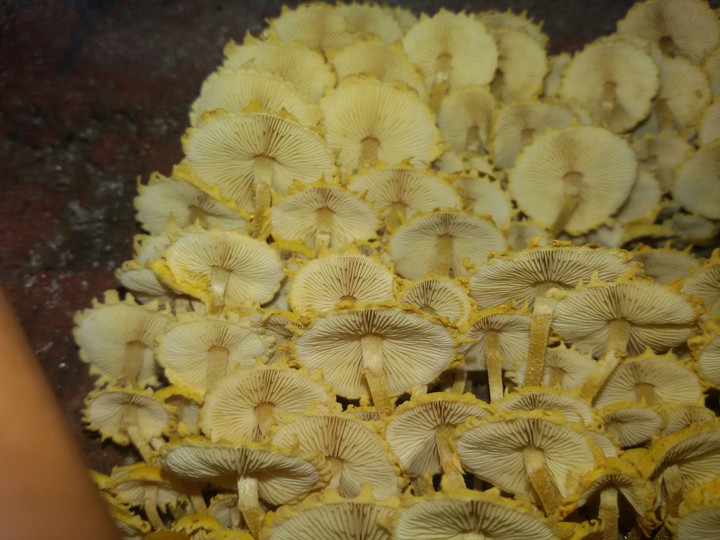 Agaricus