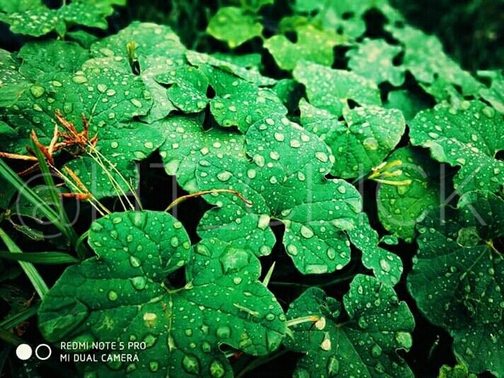 RainDrops