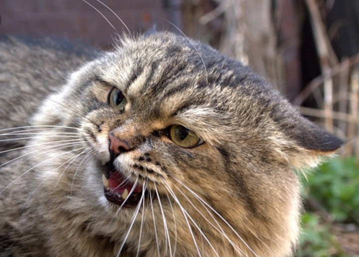 Wild Cat