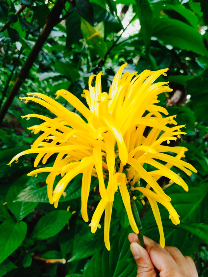 yellow