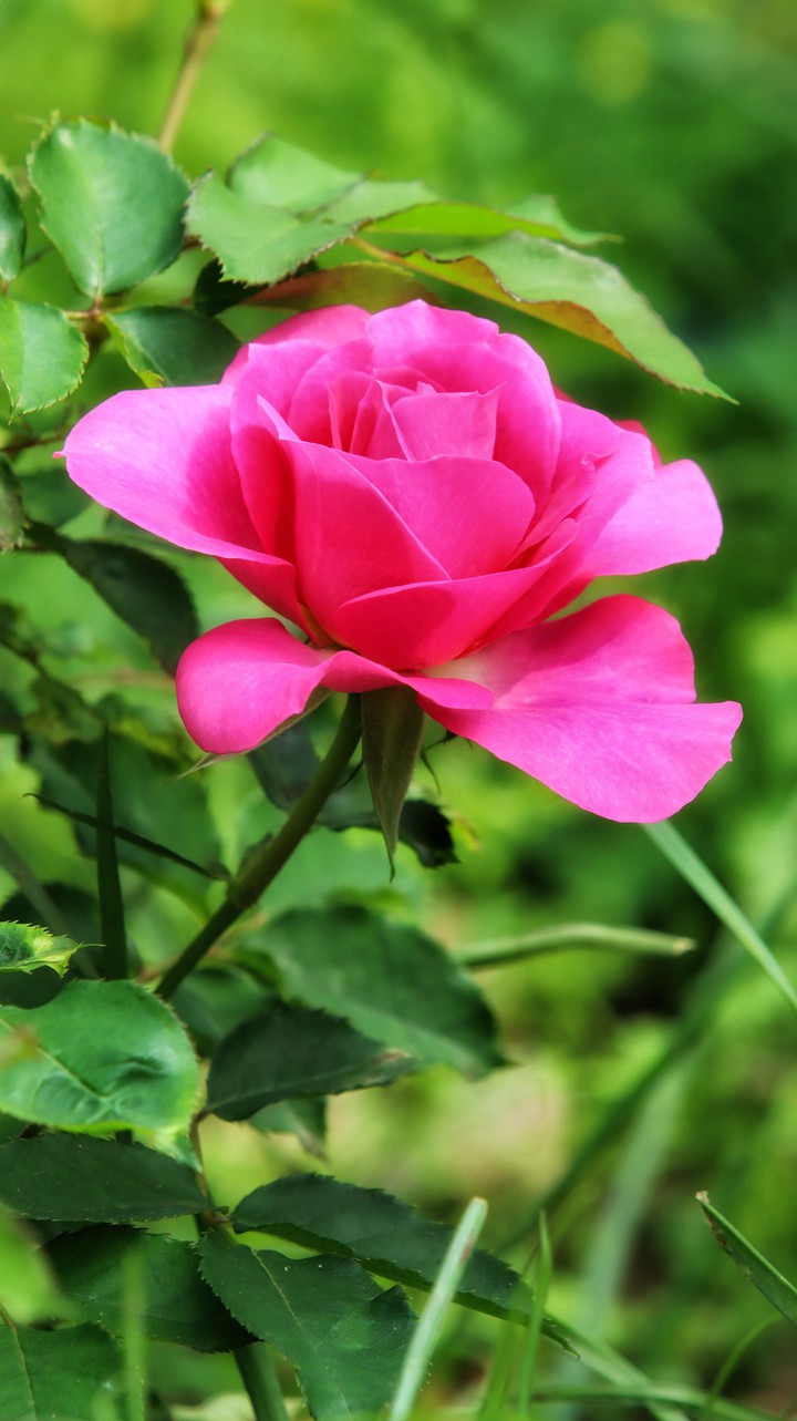 rose