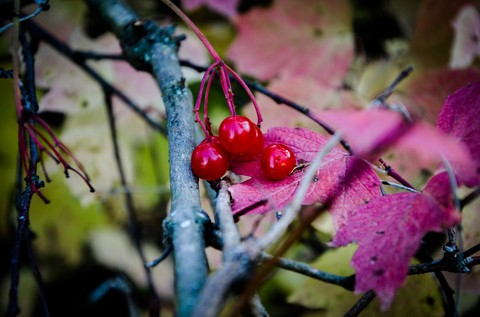 Autumn
