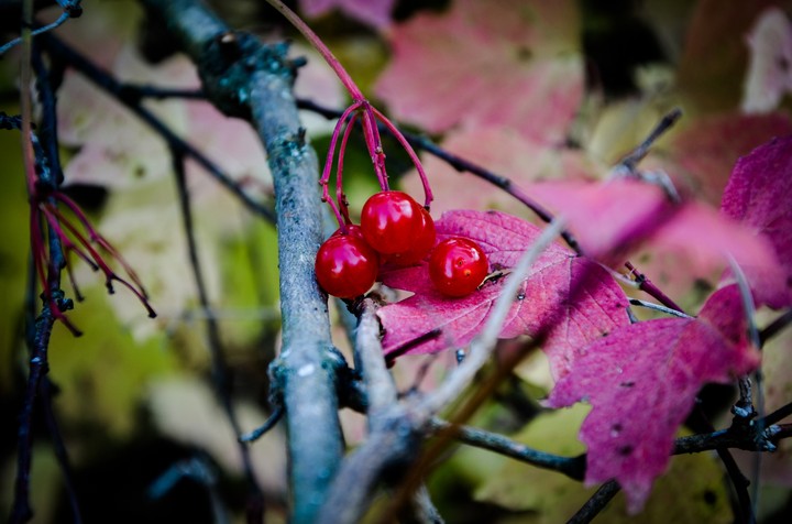 Autumn