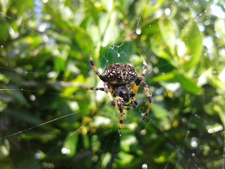 spider