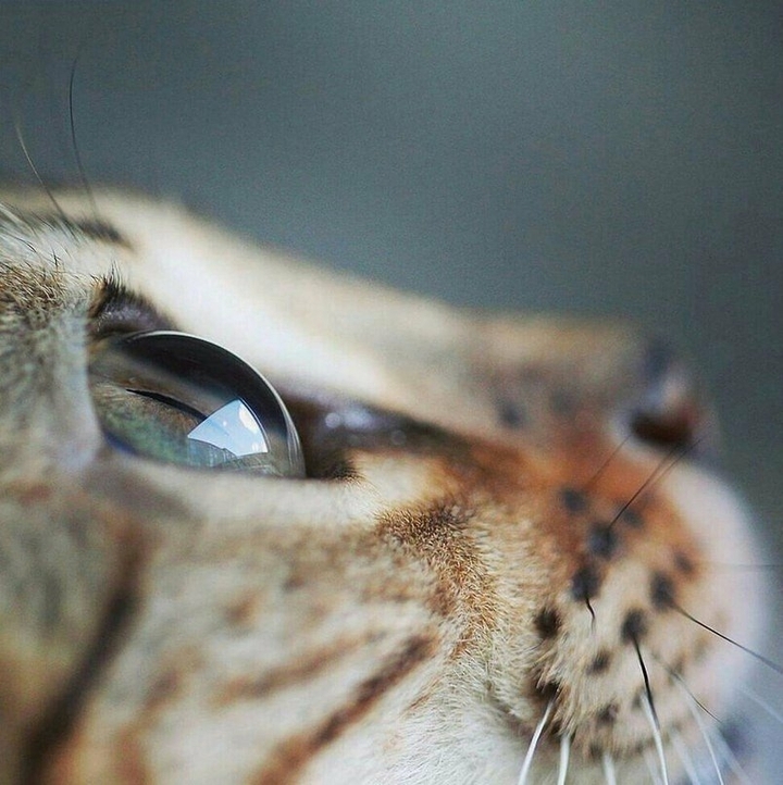 кот