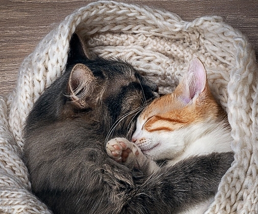 Кошачий сон