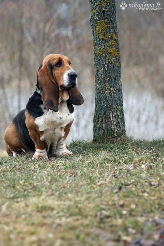 Basset