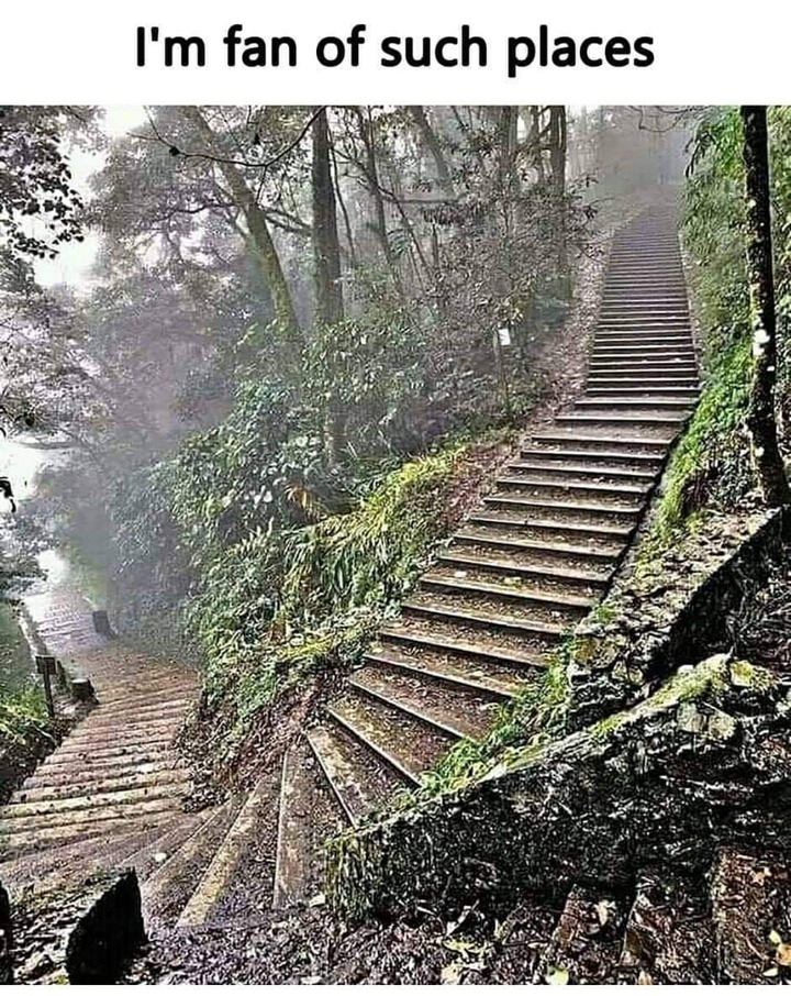 T. Forest... ?