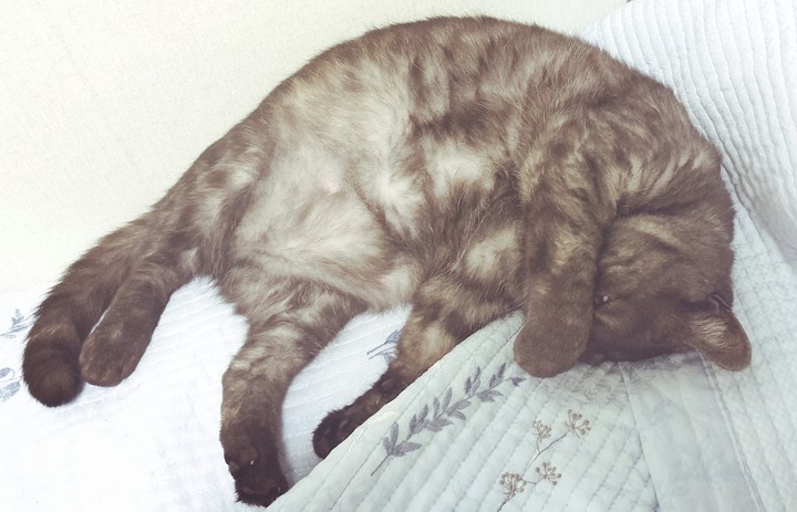 sleepy cat
