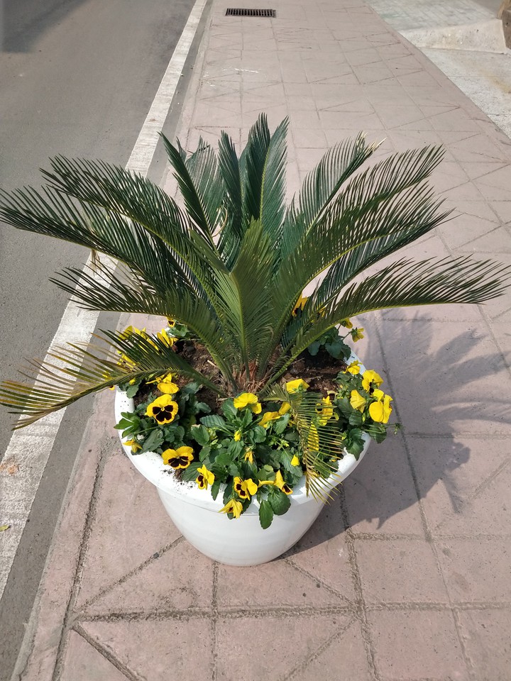 Flower Pot