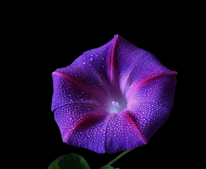 Blossom
