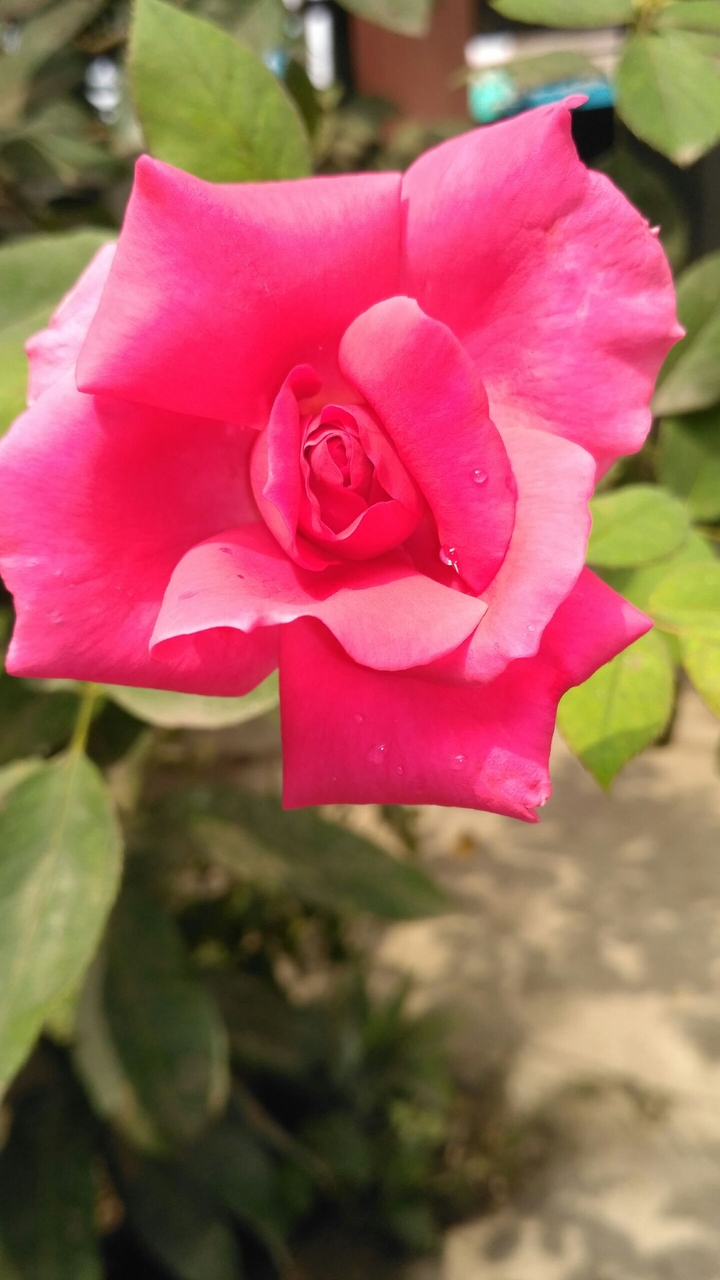 rose