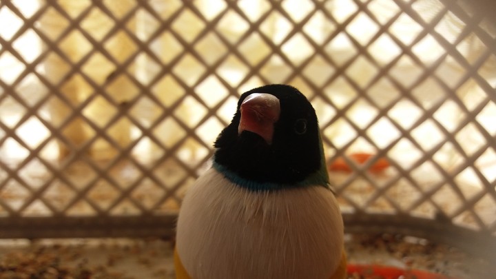 Cute Bird