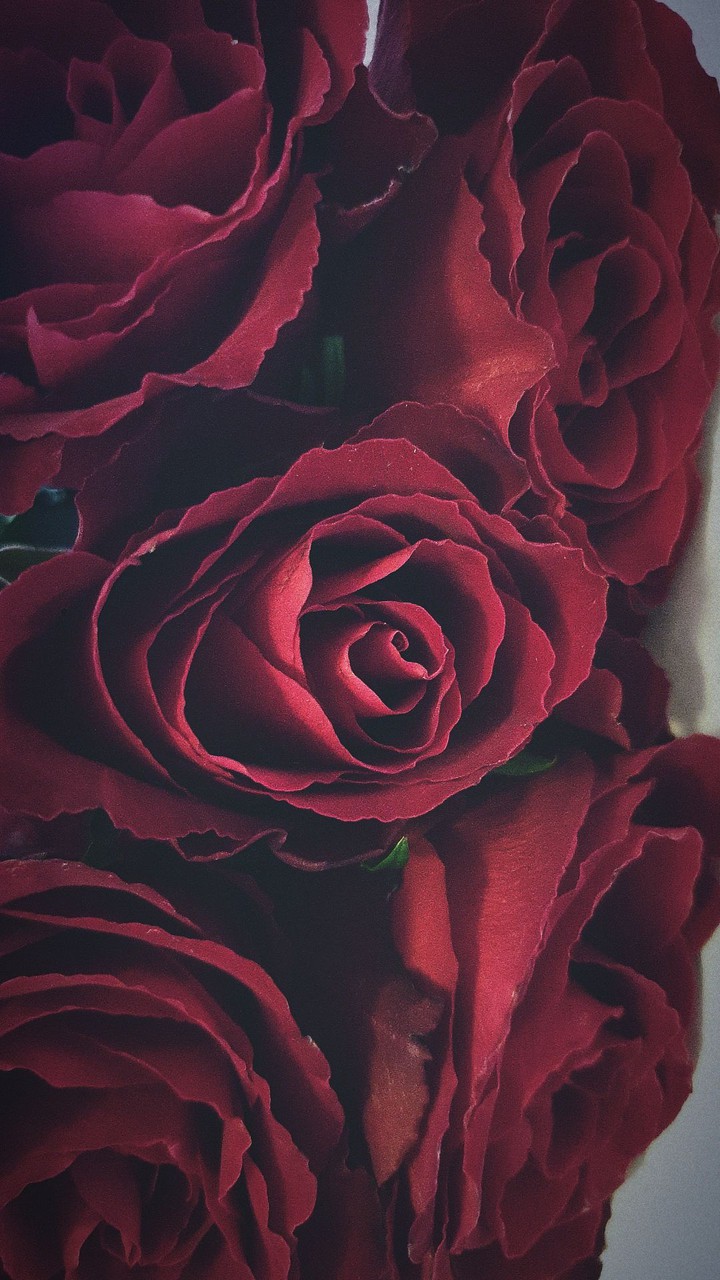 dark roses