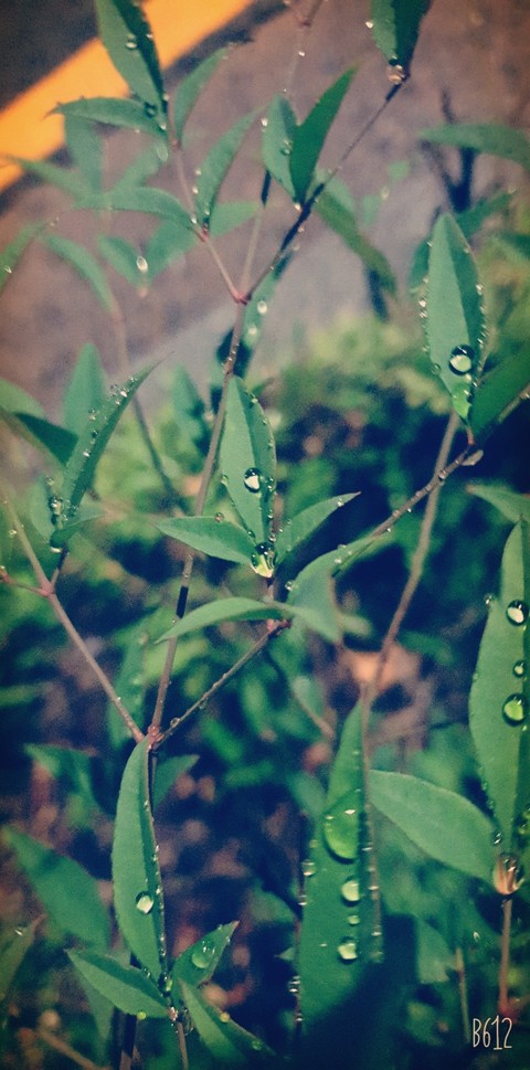 sfondi vegetation, cleavers