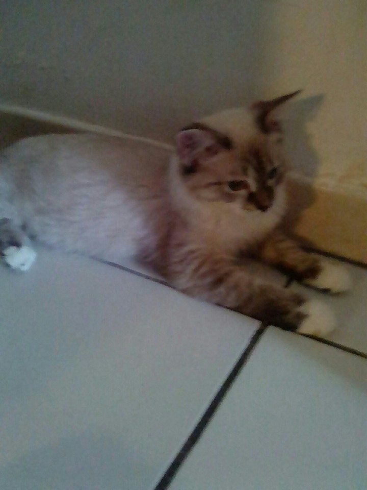 ma chatte