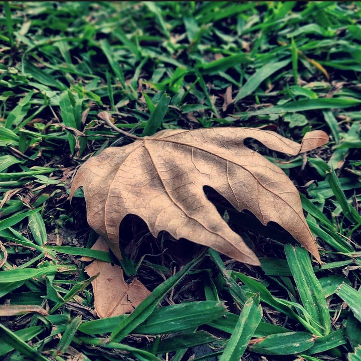 Autumn Confessions