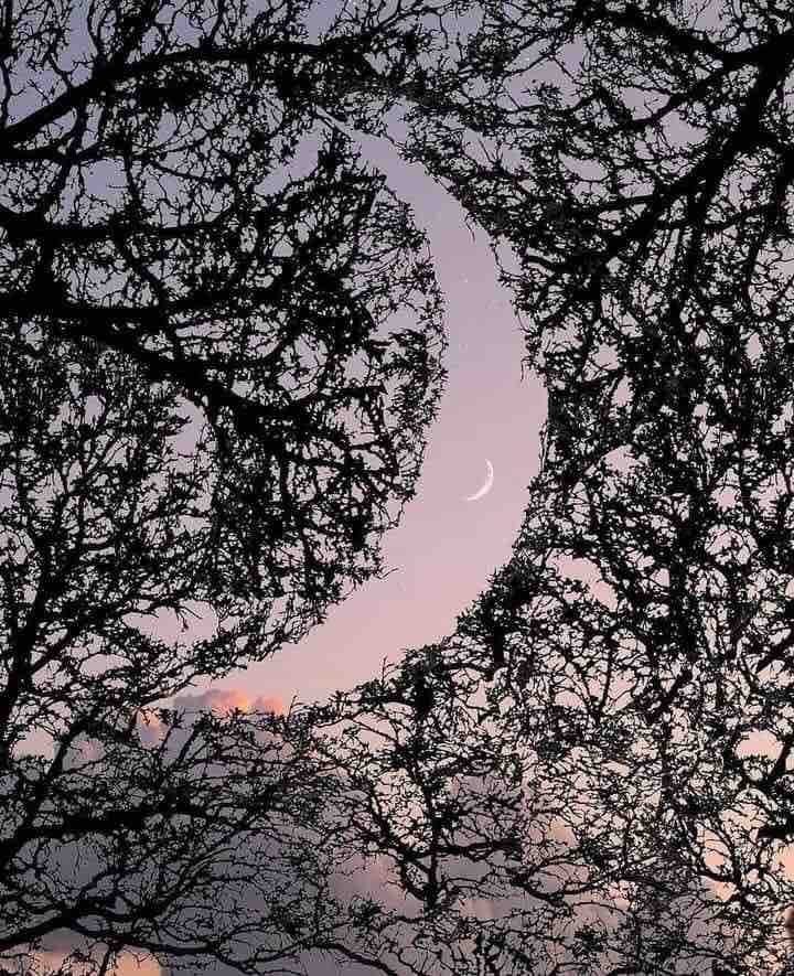 Moon among the trees ☾