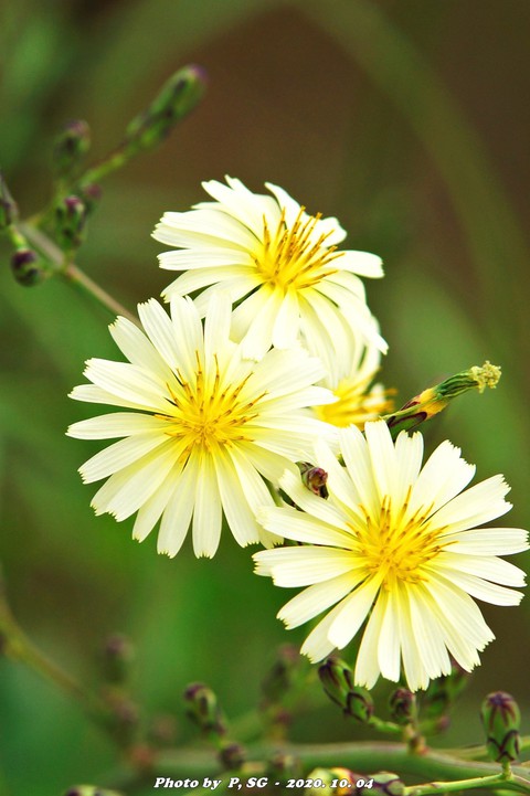 aster, 植物壁纸
