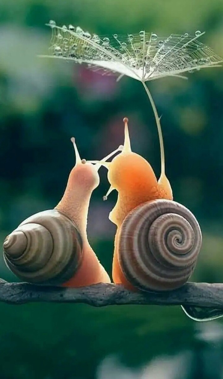 My Gerry and Lerry
