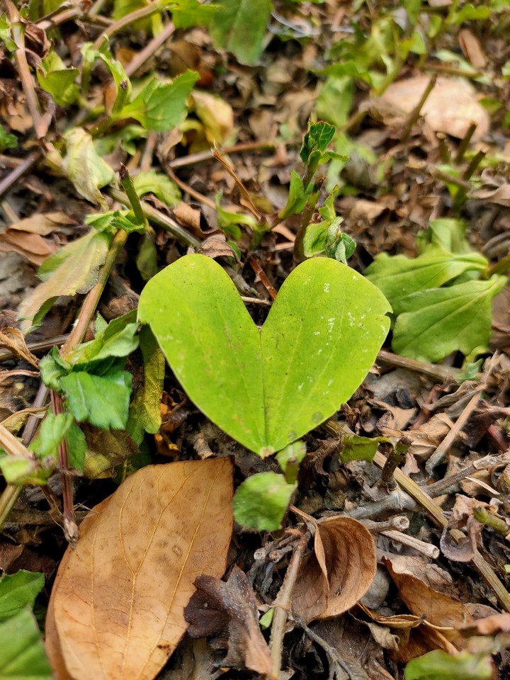 Leaf