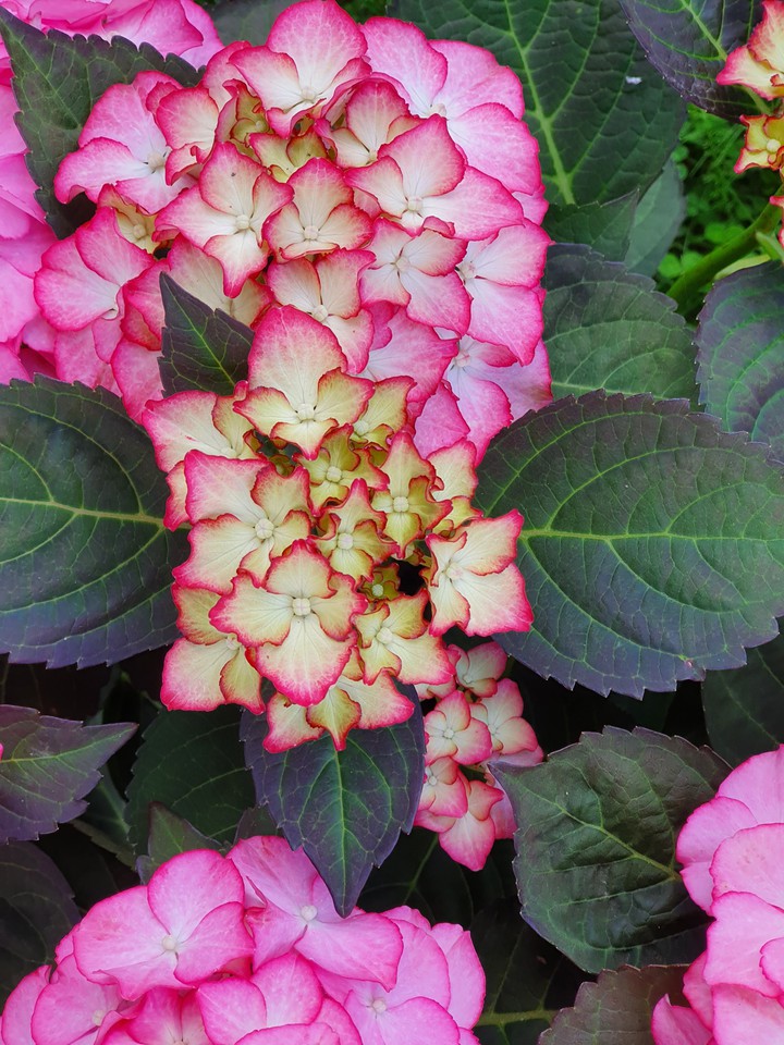 hortensia