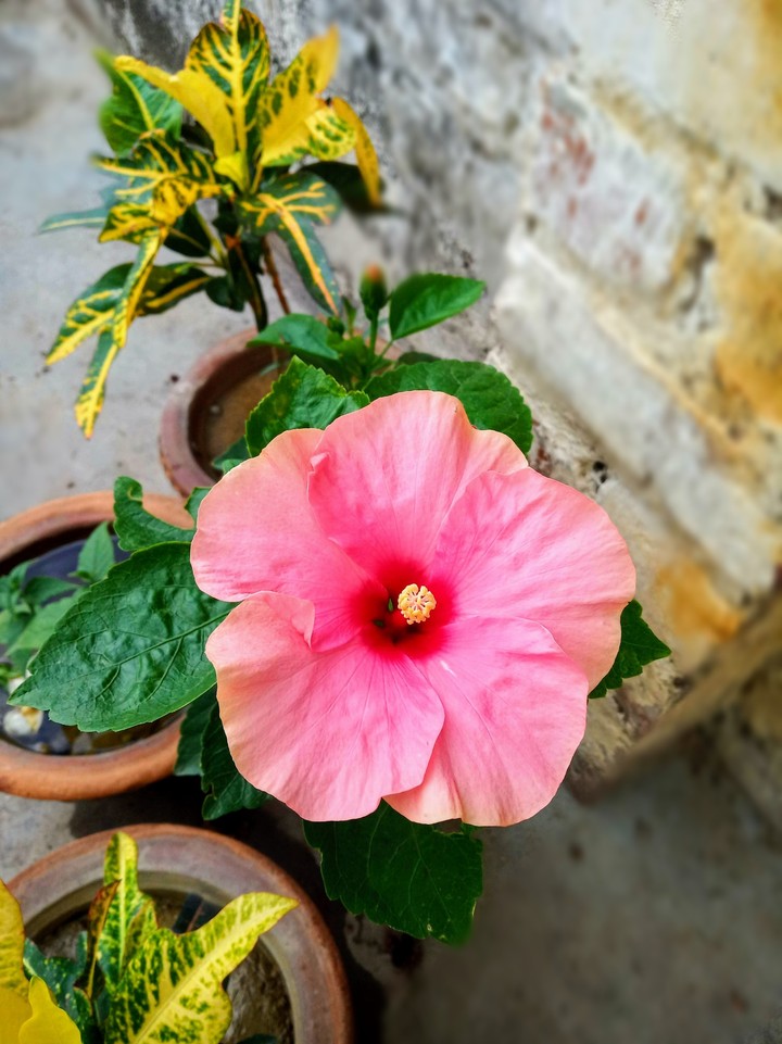 hibiscus