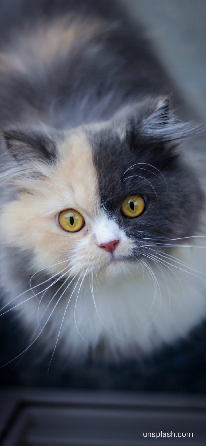 ?cat