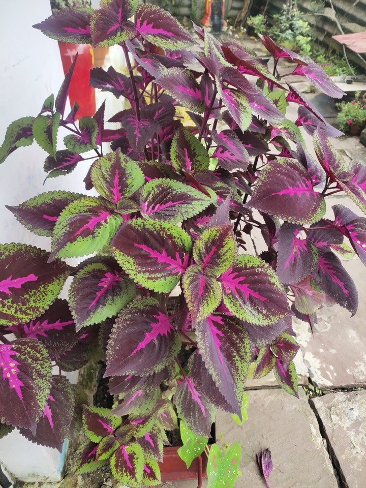 Amazing Leaves