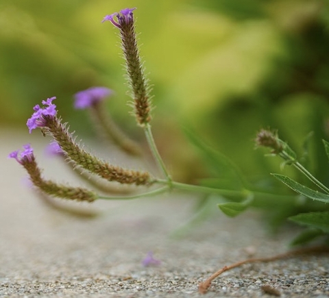 wildflower, insect háttérképek