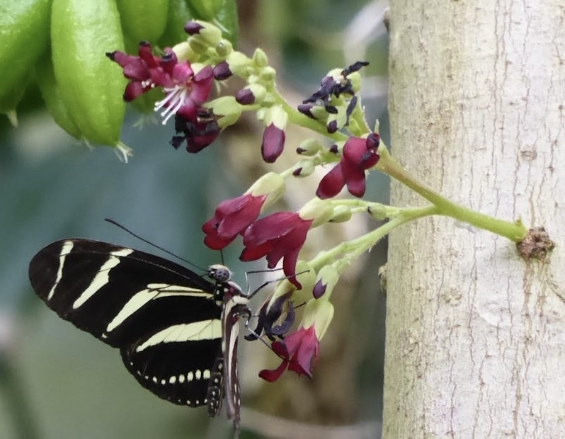 тапети green, milkweed