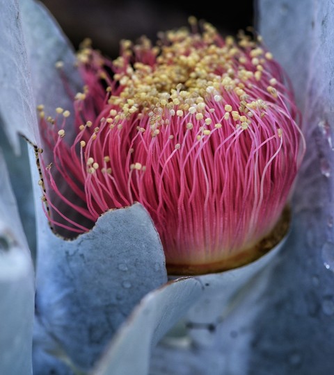 רקעים Pollen, flower