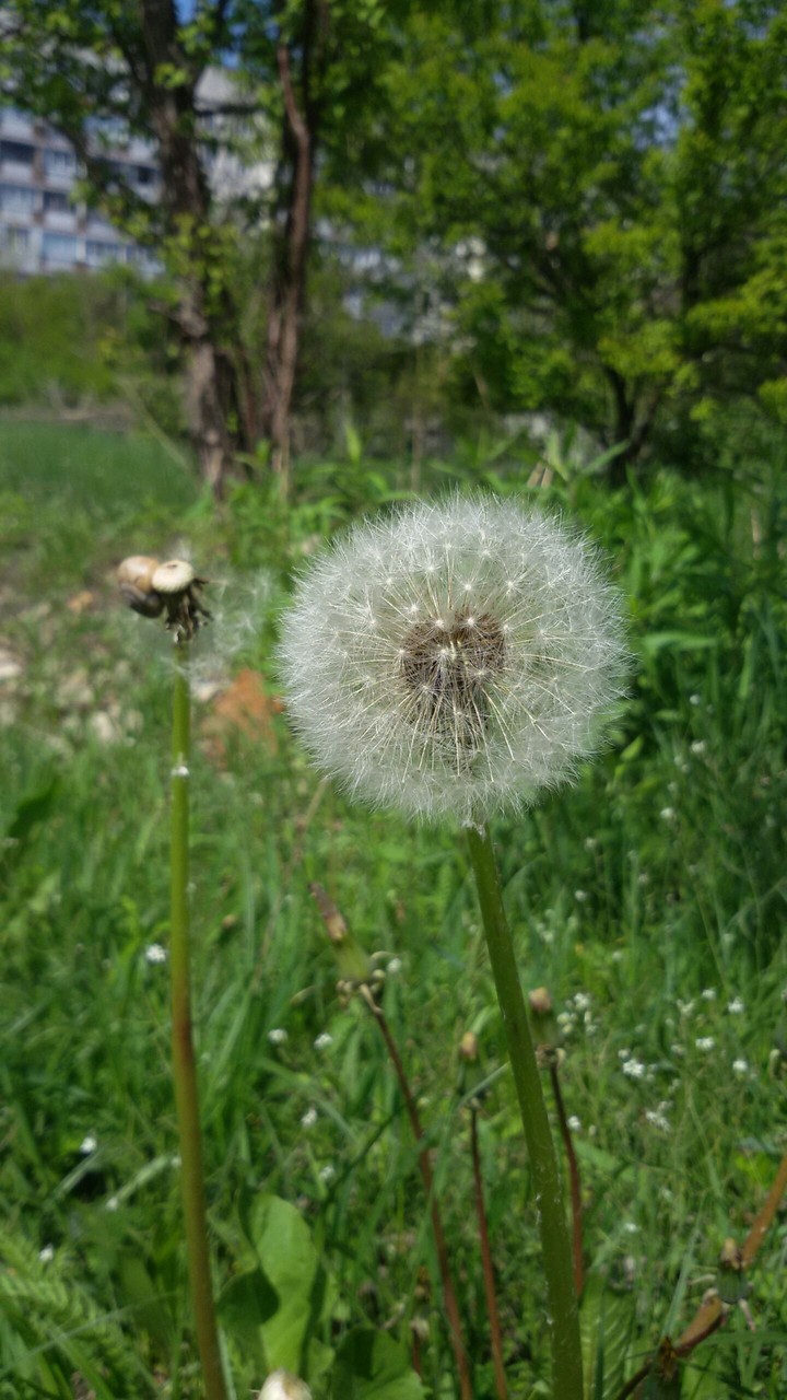 dandelion