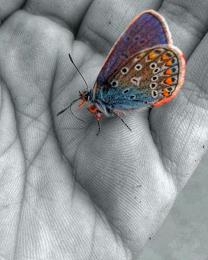 butterfly