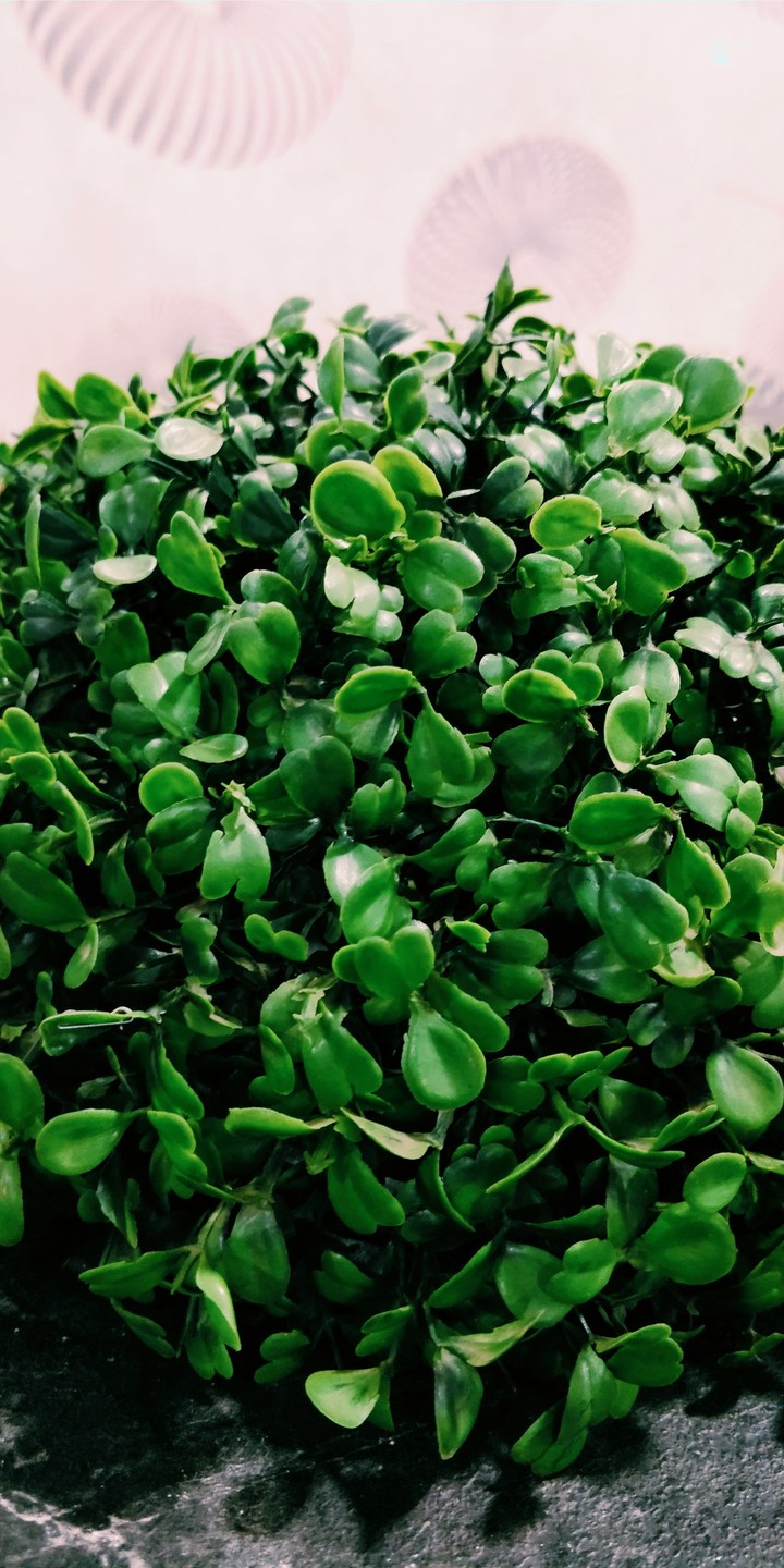 Decorative herb