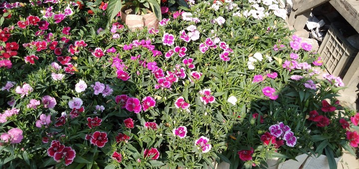 colors of life