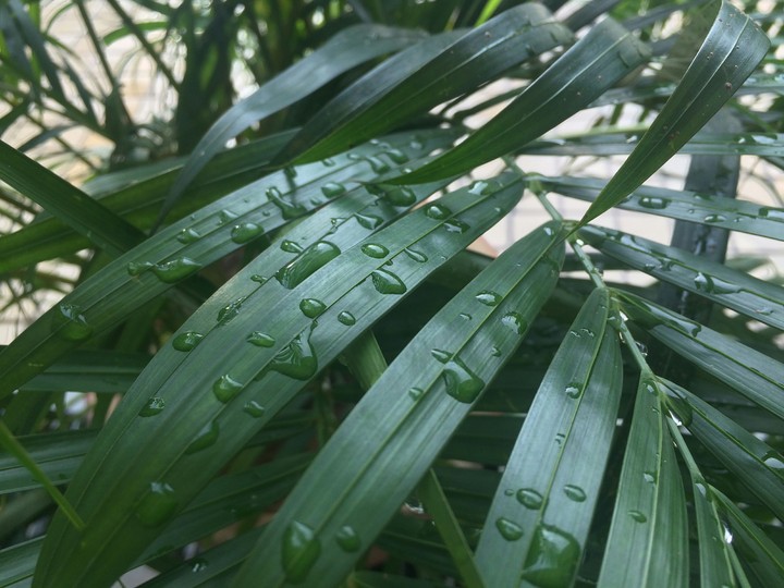 Dew on leaf 3