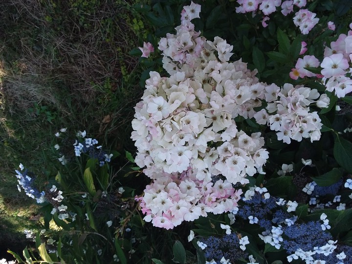 flowers