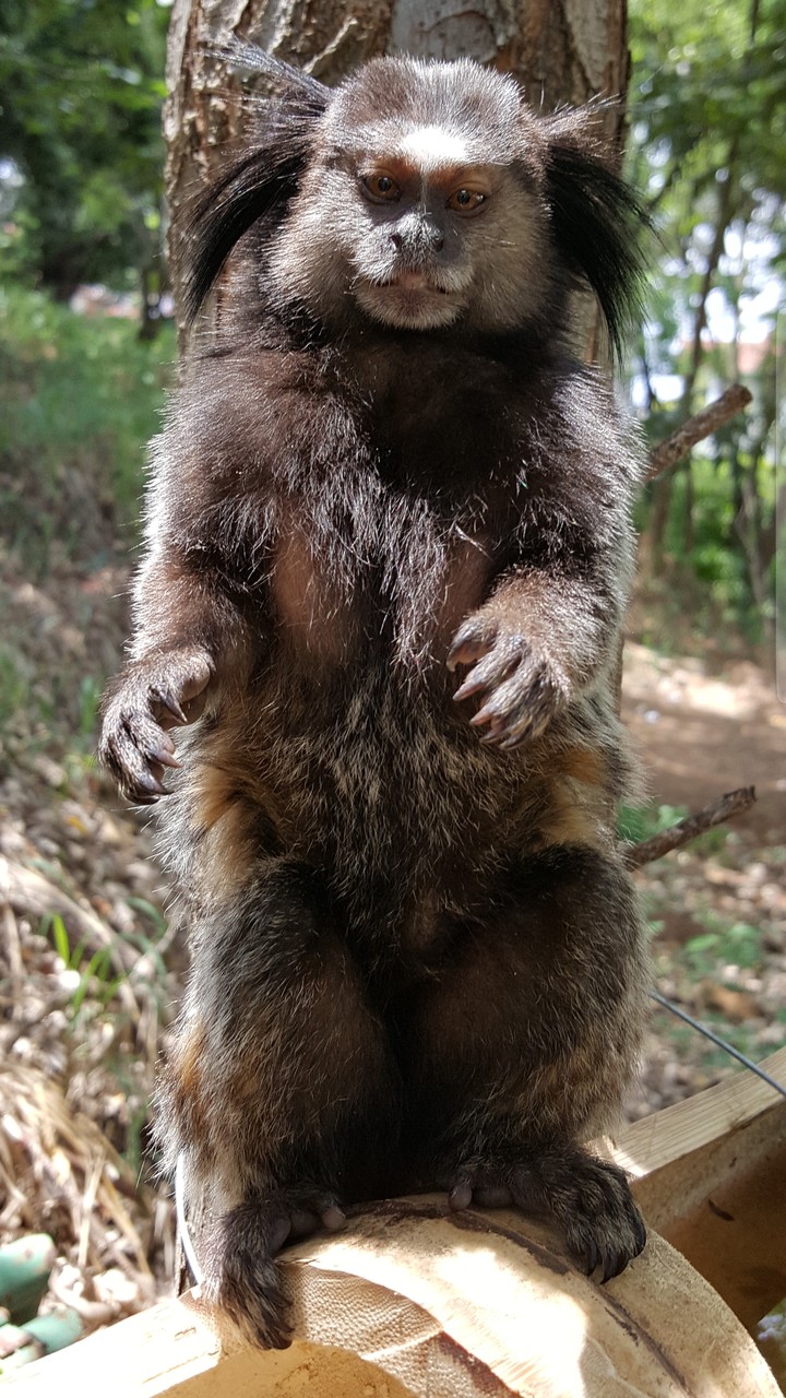 Animais