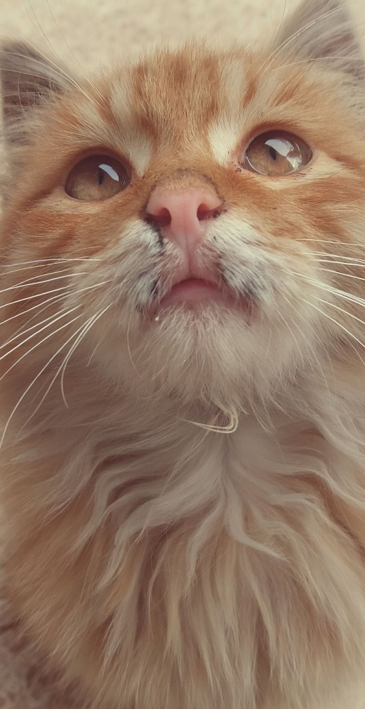 beautiful cat