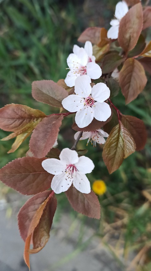 twig, plant Hintergrundbilder