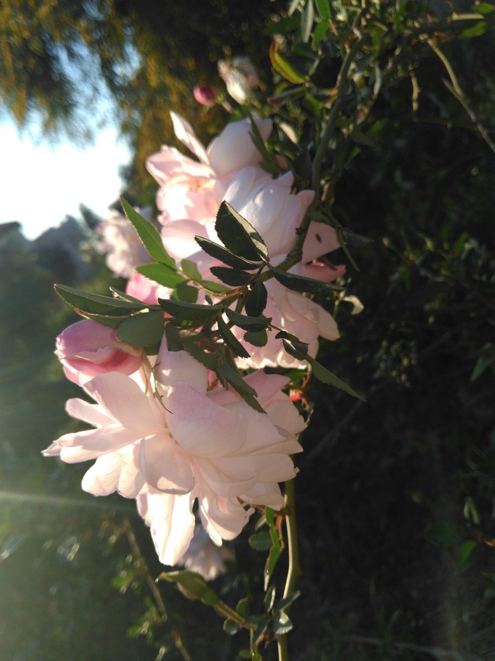 Rose #