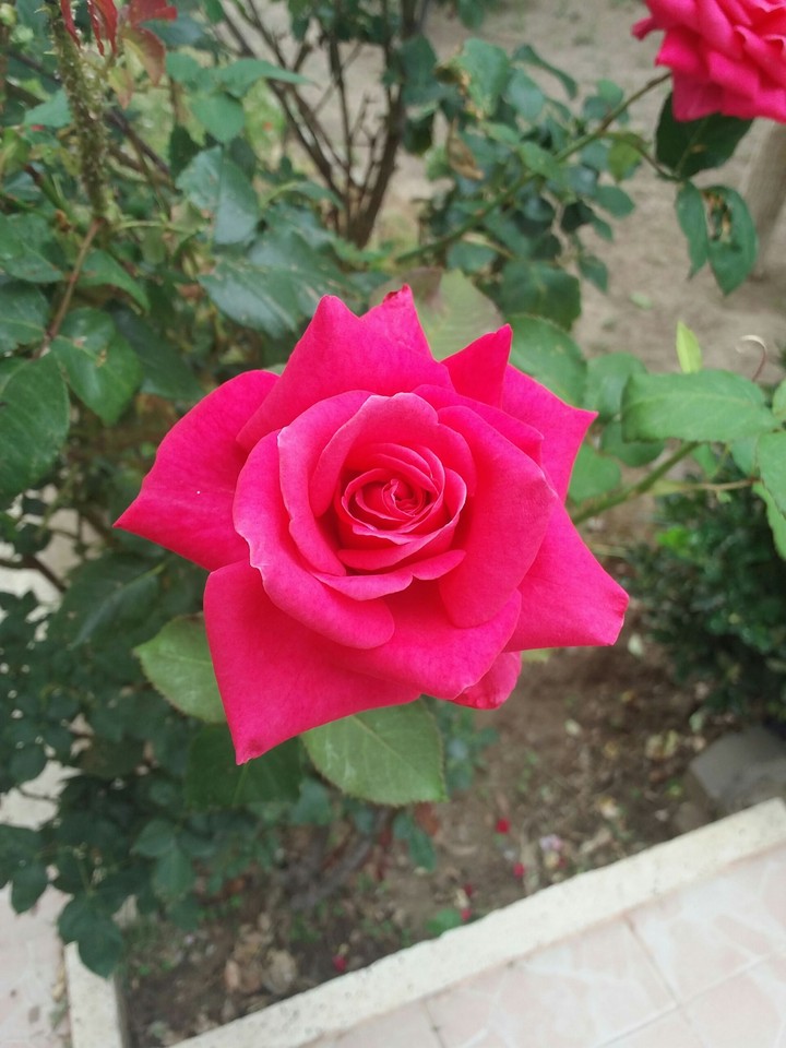 Pink Rose