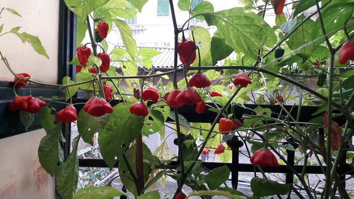 bishop crown pepper